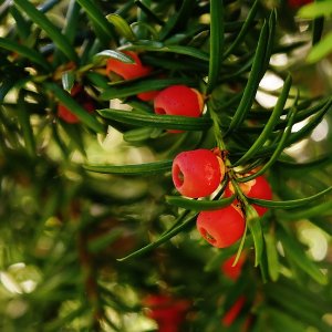 Tis obyčajný (Taxus baccata) - výška 80-120 cm, kont. C25L